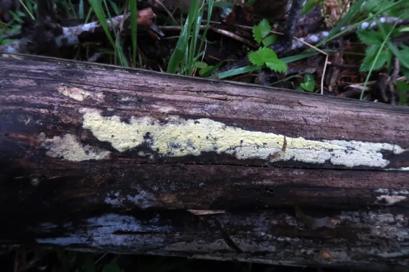 Amylocorticium cebennense 1 - IMG_6929